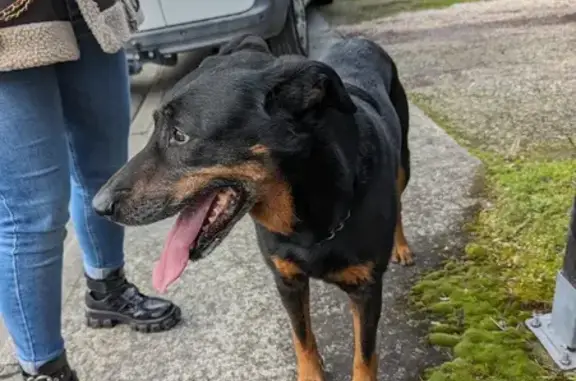 Chien perdu et retrouvé à L'étable - photo
