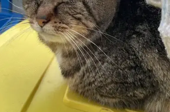 Chat âgé trouvé à Franqueville - photo