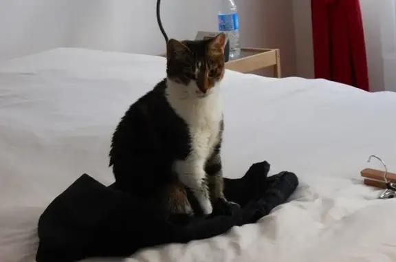 Chat perdu, Toulouse, photo: Chatte Zeralda perdue à Toulouse