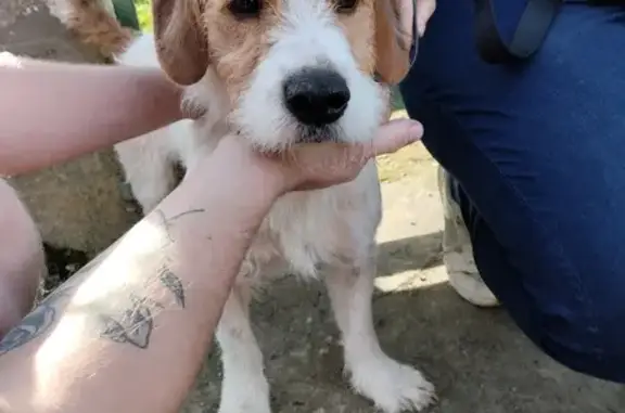Animaux trouvés , photo: Chien griffon blessé trouvé D5