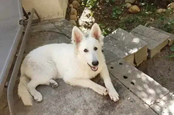 Animaux perdus Perpignan, photo: Chiot Berger Suisse perdu à Perpignan