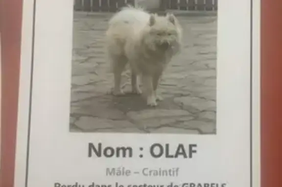 Chien perdu Grabels, photo : Chiot eurasien perdu - Grabels