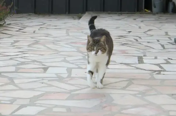 Animaux perdus Truyes, photo: Chatte âgée perdue à Truyes