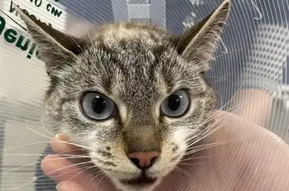 Chat trouvé à Nordvet Madeleine - photo