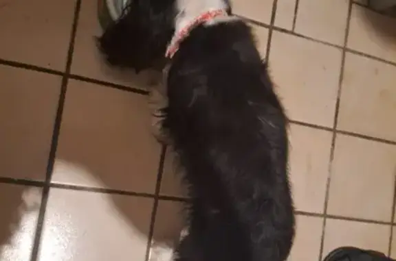 Chien trouvé Eysines, photo: Chien perdu à Eysines, aidez-le!