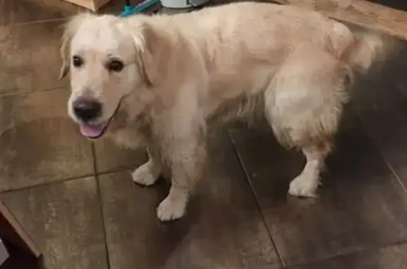 Chien trouvé Reichshoffen, photo: Golden Retriever Perdu à Reichshoffen