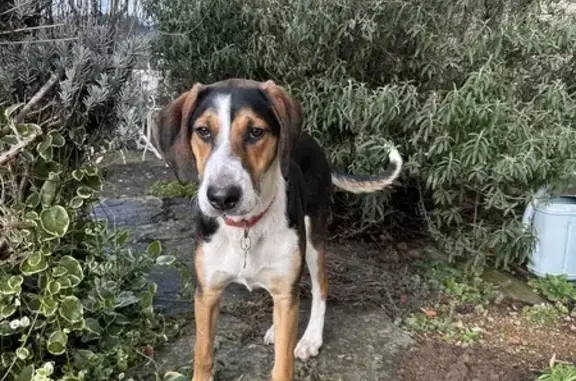Chien perdu , photo : Chiot tricolore Layka perdu