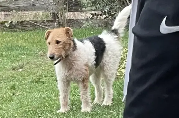 Chien perdu , photo : Yuki, Fox Terrier tricolore perdue