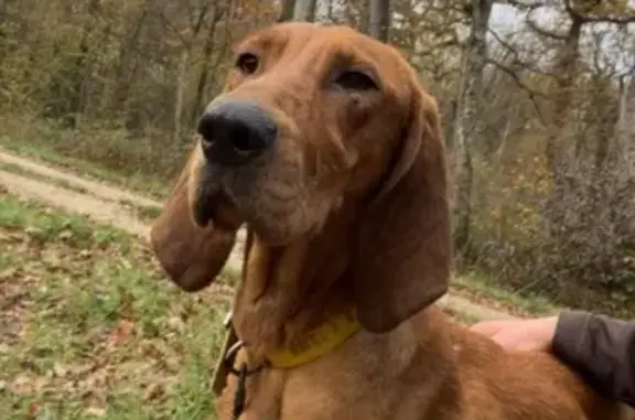 Chien perdu , photo : Chien perdu à Onoz - Avis!