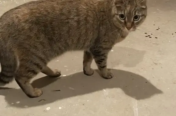 Chatte perdue à Noyal-Châtillon - photo