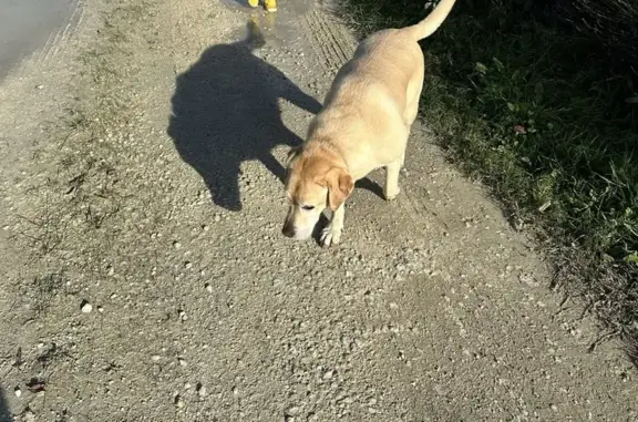 Chien perdu Nouvelle-Aquitaine, photo : Labrador sable perdu à Castres
