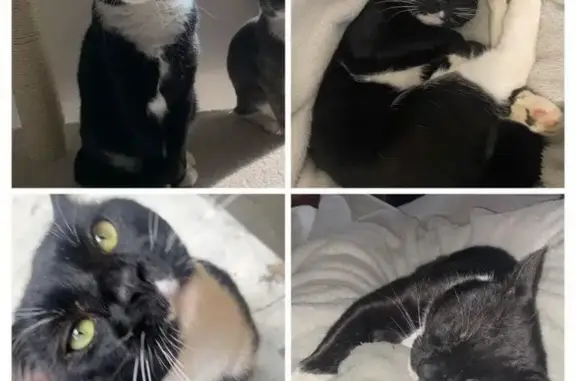 Lost Tuxedo Cat: 4 Yrs Old in Gosford!