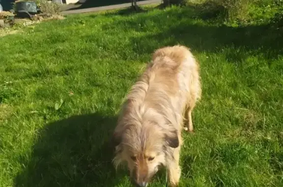 Chien doux trouvé à Sault-de-Navailles - photo