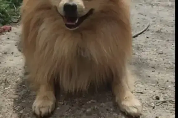 Chien perdu Morlaàs, photo : Mambo, chien perdu à Morlaàs