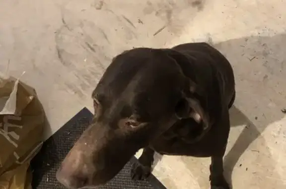 Chien Braque mâle perdu à Fléac - photo