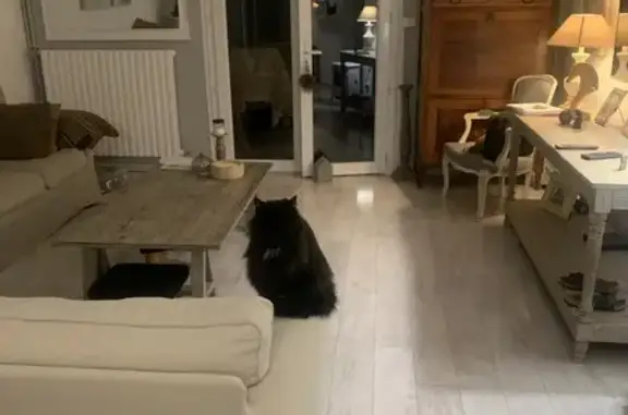 Chat noir et blanc perdu à Draguignan - photo