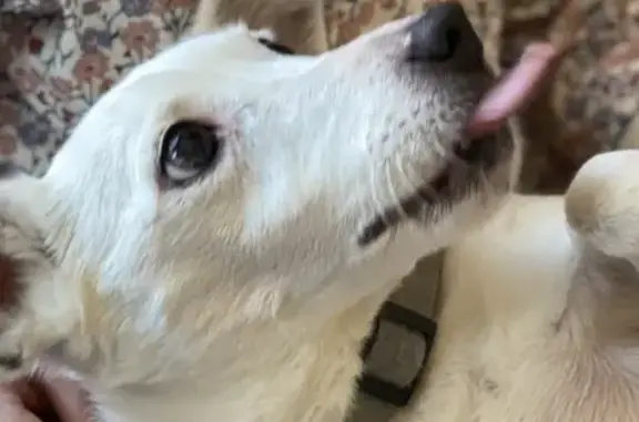 Chien perdu Volvic, photo : Jack Russell blanc perdu, Volvic