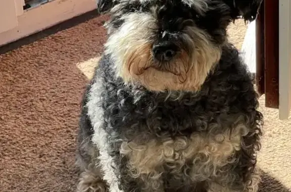Chien perdu La Salvetat-Saint-Gilles, photo : Chienne Schnauzer Perdue