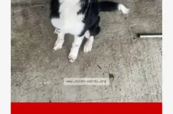 Chien perdu Le Nouvion-en-Thiérache, photo : Chiot Border Collie disparu