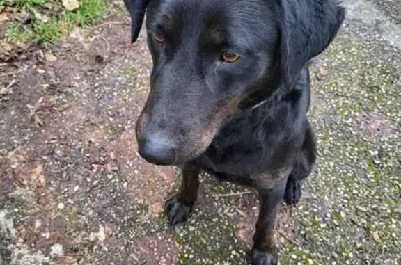 Chienne Labrador Retrouvée - photo