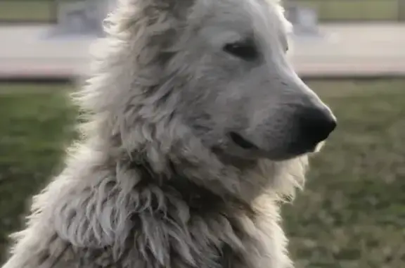 Chien perdu Althen-des-Paluds, photo : Avis de recherche: Chiens perdus