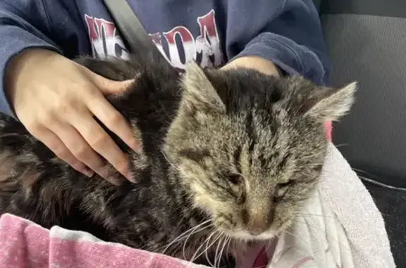 Chat trouvé Vernosc-lès-Annonay, photo: Chat Opéré Trouvé à Vernosc