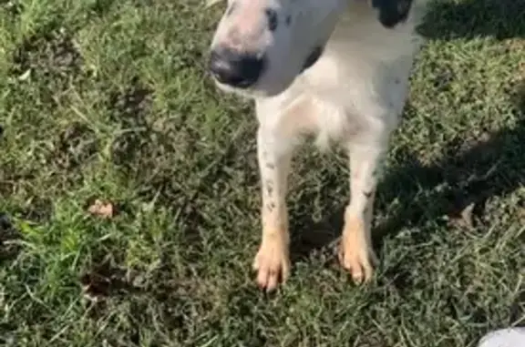 Chienne setter perdue à Loury - photo