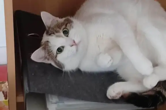 Animaux perdus Guérande, photo: Chatte perdue à Guérande, 1 pucée