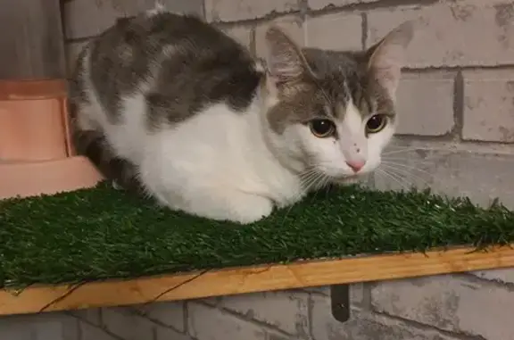 Chat blanc-gris trouvé, 18 fév. - photo