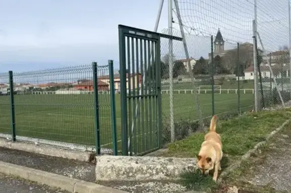 Trouvaille: Chien à Grézieu-le-Marché - photo