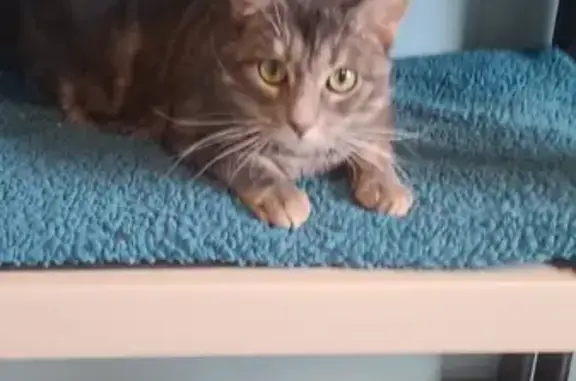 Animaux perdus Aixe-sur-Vienne, photo: Chat Grisou perdu à Aixe-sur-Vienne