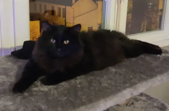 Chat trouvé Conflans-Sainte-Honorine, photo: Chaton noir perdu à Conflans