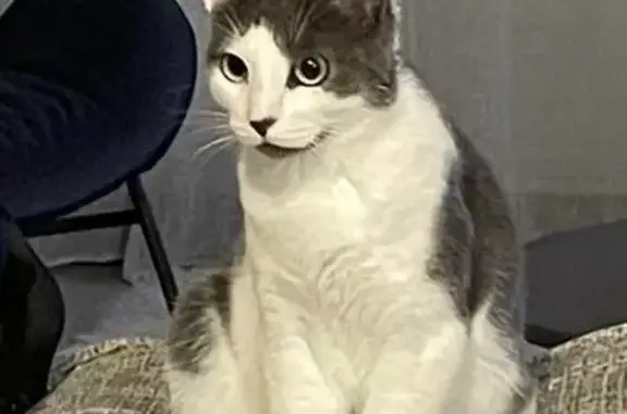 Animaux perdus , photo: Chat blanc-gris perdu à Nort