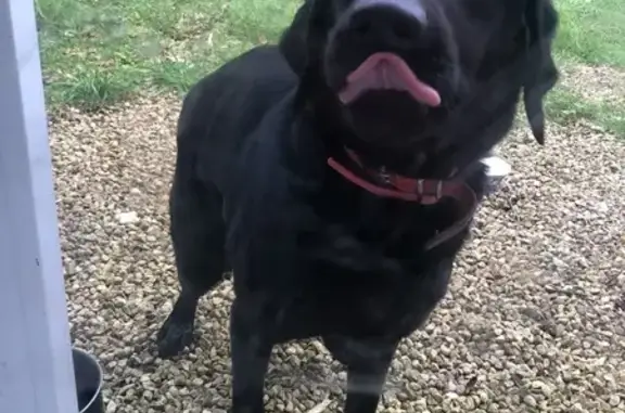 Chien croisé labrador trouvé - photo