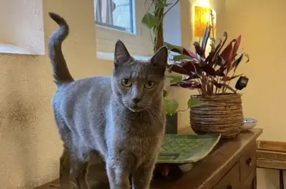 Animaux perdus Paris, photo: Chat Goose perdu - 62 rue Amelot