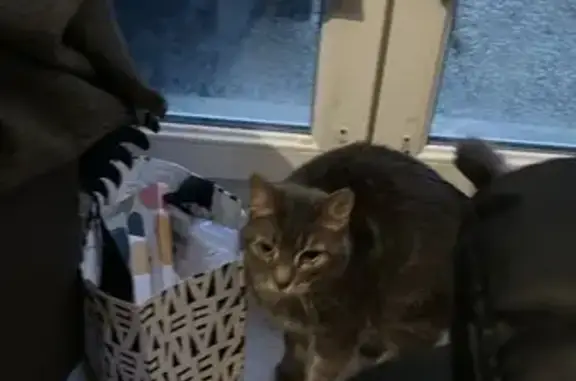 Animaux perdus , photo: SOS Chat Saul disparu à Carpiquet