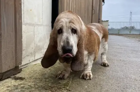 Chien Basset femelle perdu à Varennes - photo