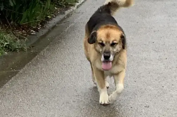 Chien errant retrouvé à Sarzeau - photo