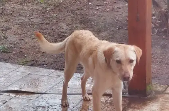 Chien perdu à Lézigné récupéré - photo
