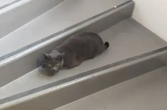 Chat Chartreux trouvé, Lyon - photo