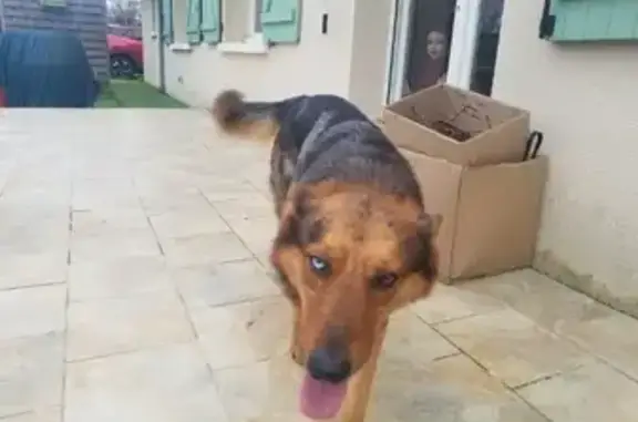 Chien perdu à Lussac retrouvé - photo