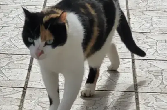 Chat perdu au Palais-sur-Vienne - photo