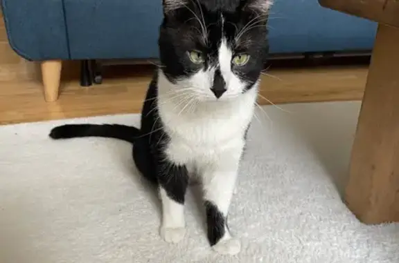 Chat perdu retrouvé à Auch - photo