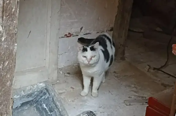 Animaux trouvés Le Blanc, photo: Chat noir et blanc perdu au Blanc