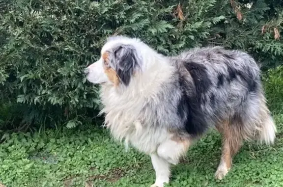 Chien trouvé , photo: Chien trouvé près de Herry sans ID