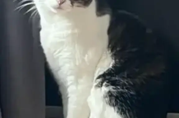 Animaux perdus Garches, photo: Chat blanc tigré perdu à Garches