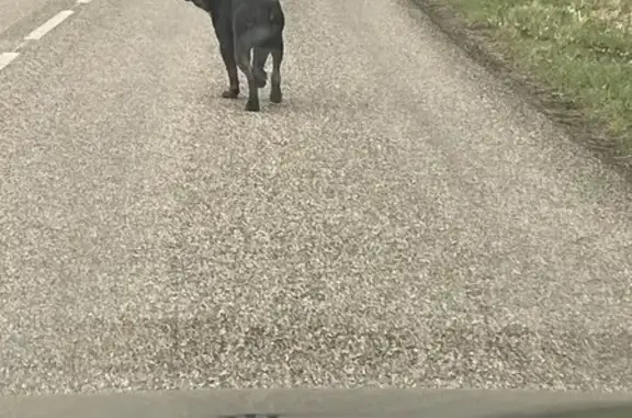 Chien trouvé , photo: Chien peureux trouvé à Plaine-de-Walsch