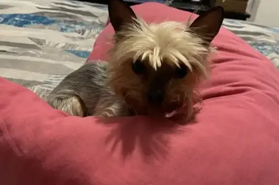 Lost: Silver Yorkie Lexi at Rhino Lodge!