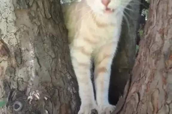 Found: Friendly Ginger Cat on Kitzinger Ave!