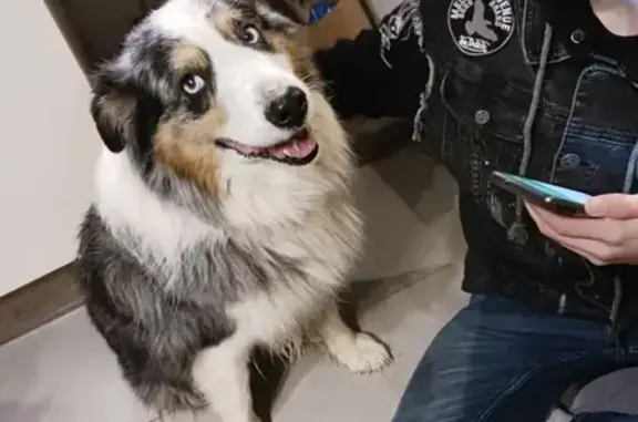 Chien berger australien perdu - photo